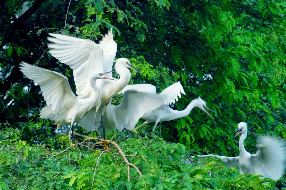 oiseaux au san chim Vam Ho Ben Tre