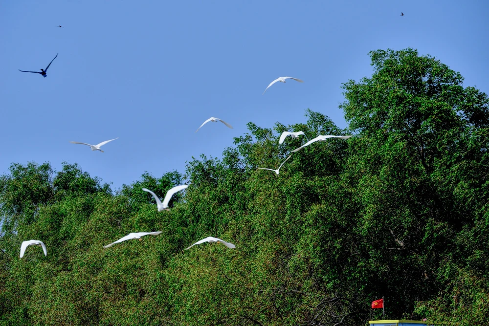 oiseaux au sanctuaire de Vam Ho ben tre