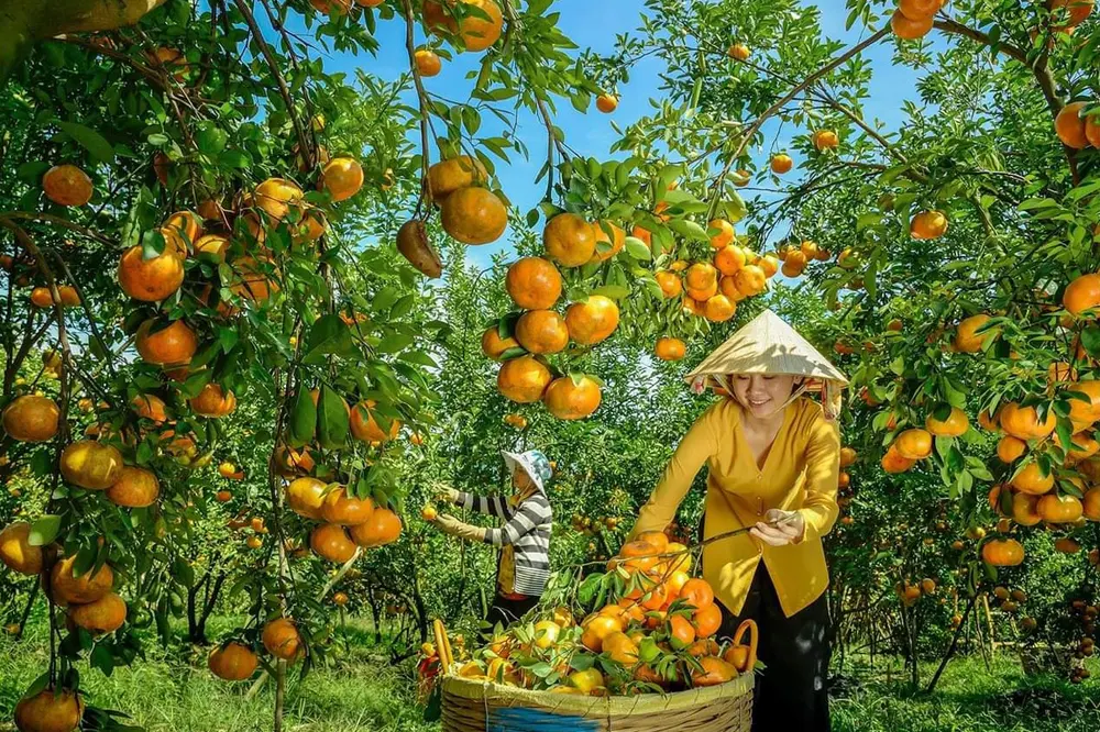 photographier les vergers a lai vung