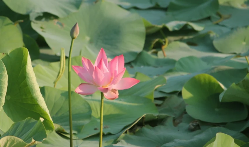 Champs de lotus de Thap Muoi : explorer le pays du lotus rose