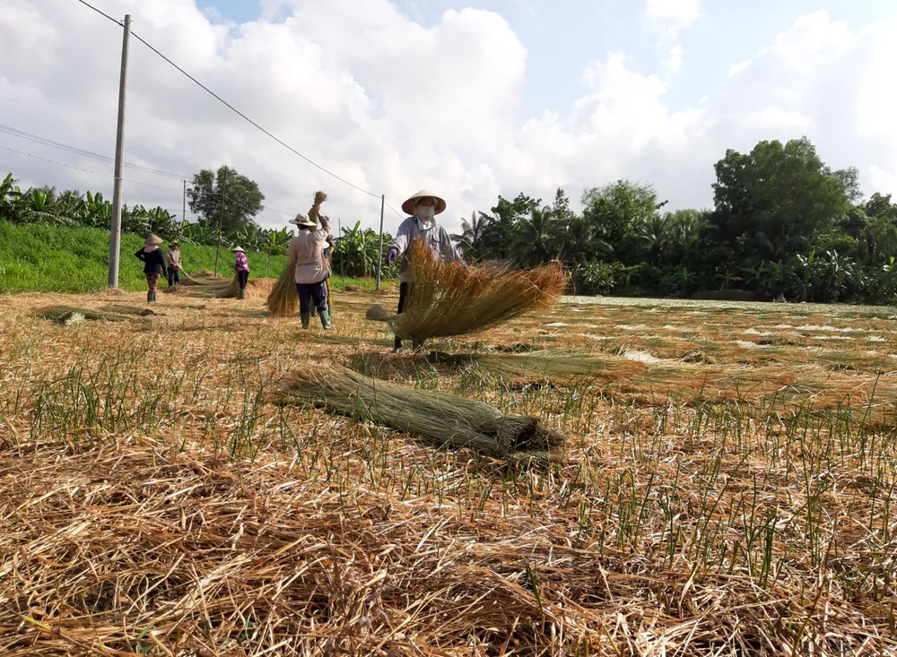 villages de tissage de nattes à Ben Tre
